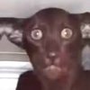 Avatar of hsynalshbly393