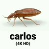 Avatar of Carlos(4k HD)