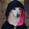 Avatar of Dilshod_Nurullaev