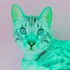 Avatar of chrisflune