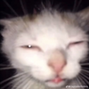 Avatar of OneCatEnjoyer