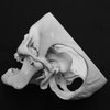 Avatar of SkullBasics