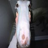 Avatar of Poopfart69
