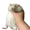 Avatar of xrendermanx
