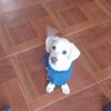 Avatar of PetuPe