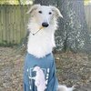 Avatar of schePraft