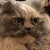 Avatar of ItsLordyn