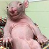 Avatar of MONKEY_Macker