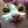 Avatar of Catard