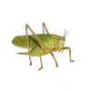 Avatar of Katydid