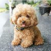 Avatar of poodlethucanh