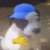 Avatar of DINONUGGETS0_0
