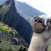 Avatar of themollyllama