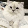 Avatar of Merie98