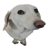 Avatar of TimTamAvunculu