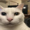 Avatar of elpov777