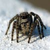 Avatar of spider452