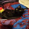 Avatar of Lilbuggy