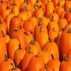 Avatar of PumpkinDude678