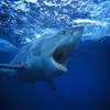 Avatar of koreanshark22