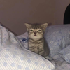 Avatar of reeblepeeble