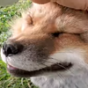 Avatar of Hungry