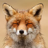 Avatar of FawkesFox