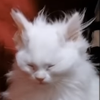 Avatar of TrinerCakes