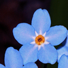 Avatar of floriad1