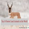Avatar of 10 fastest land animals