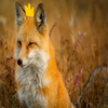 Avatar of King_of_foxes