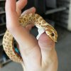 Avatar of HognoseEnjoyer