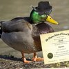 Avatar of Dr.Duck