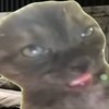 Avatar of NIGHTCAT
