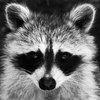 Avatar of 𝐆𝐚𝐫𝐛𝐚𝐠𝐞 𝐑𝐚𝐜𝐜𝐨𝐨𝐧