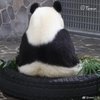 Avatar of maochejun