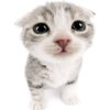 Avatar of Kittycatfan ^ ^