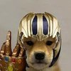 Avatar of Kaktus