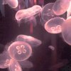 Avatar of Perhapns