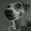 Avatar of Luti_pypsik