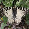 Avatar of butterflybliss