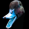 Avatar of duckSPLASH