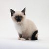 Avatar of SIYU--