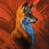 Avatar of ZOOKO