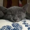 Avatar of ozziejay