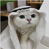 Avatar of haiderayyan964