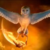 Avatar of Fireowl87