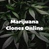 Avatar of Marijuana Clones Online