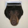 Avatar of bear stuck in door
