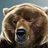 Avatar of Bearwithme
